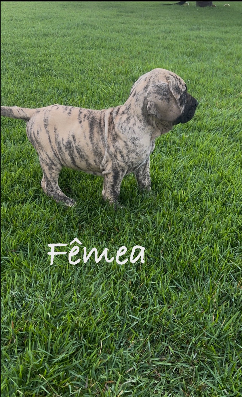 Fila Brasileiro - Foto 3