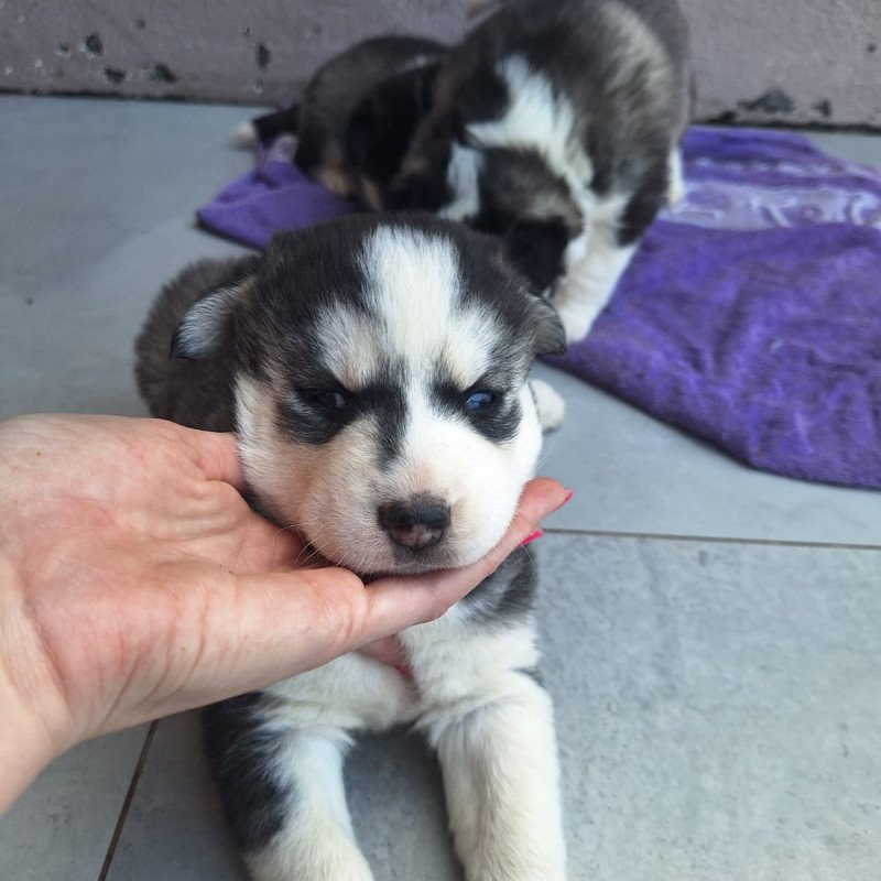 Lindos filhotes de Husky Siberiano - Foto 5