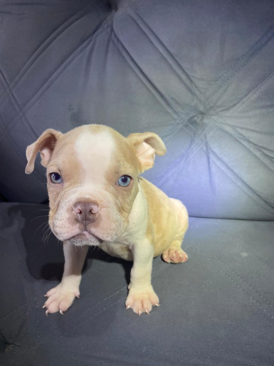 American Bully - Foto 3