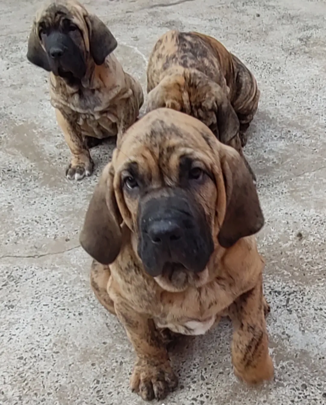 Fila Brasileiro - Foto 2