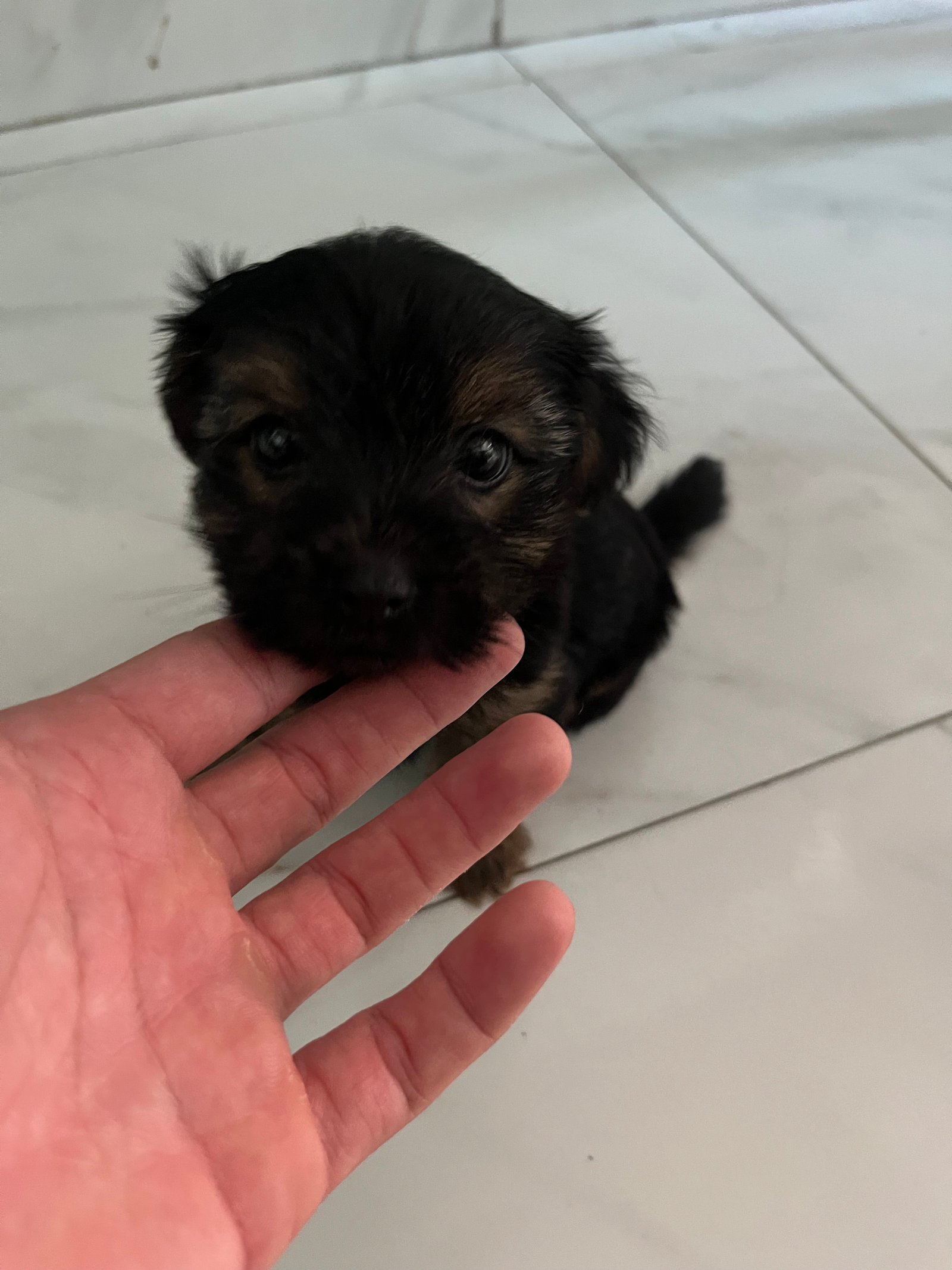 Filhote de yorkshire 0 (puro) machos apen Filhote de yorkshire 0 (puro) machos apenas 1 mês e 15 dias as 1 mês e 25 dias - Foto 1