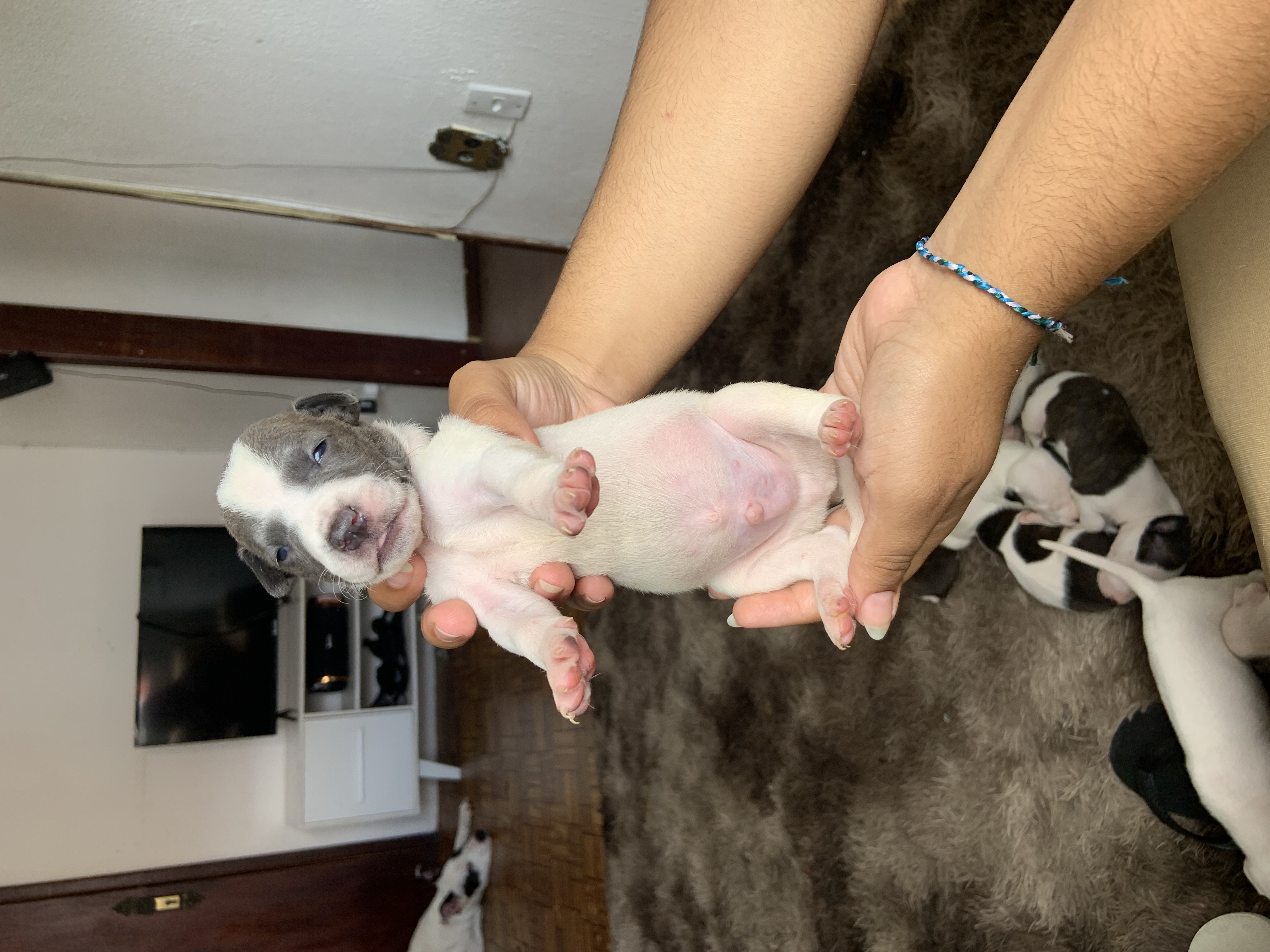 Vendo pitbull - Foto 4