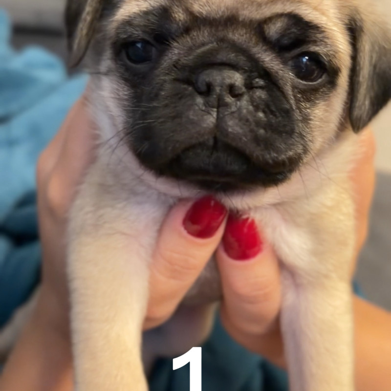 Filhotes de Pug - Foto 1
