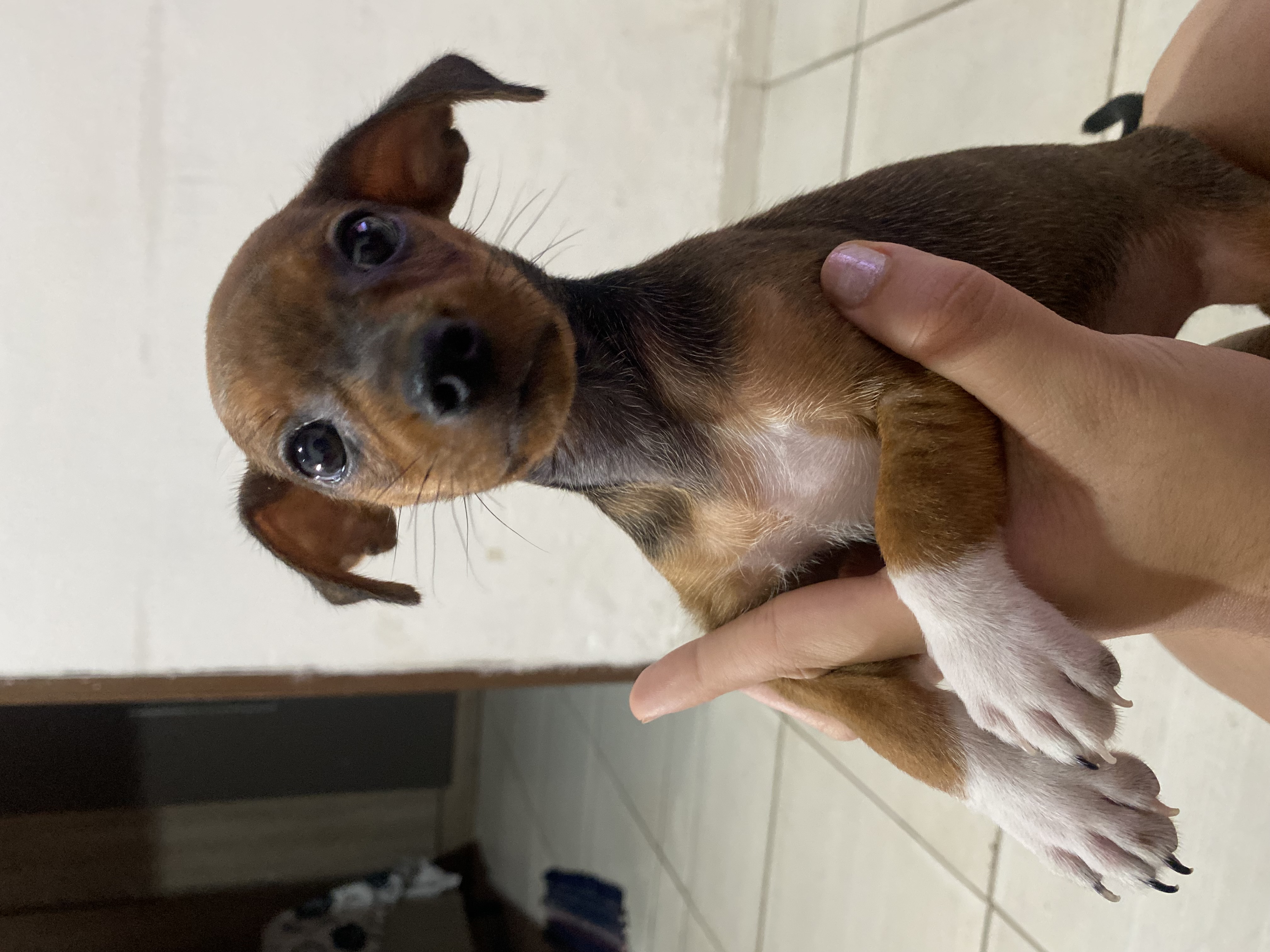 Pinscher macho  - Foto 1