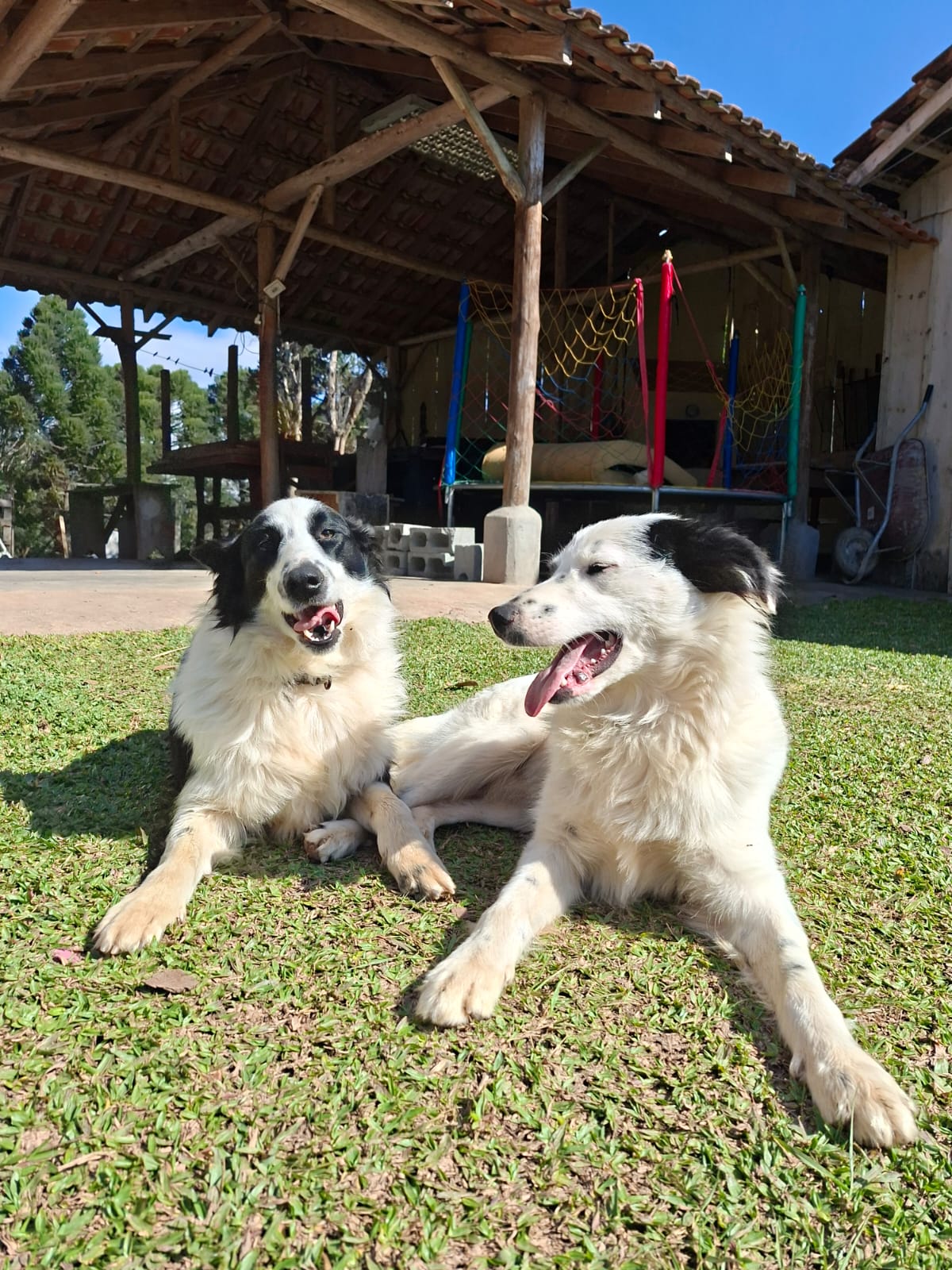 Bordercollie macho - Foto 4