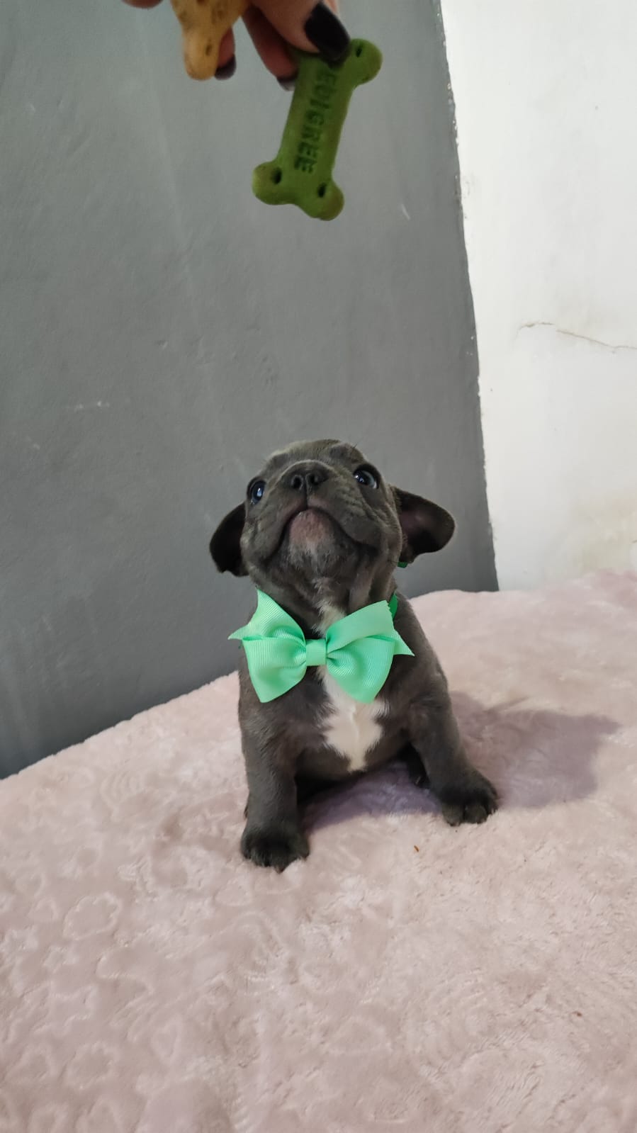 Buldogue Francês Fêmeas filhotes  - Foto 3