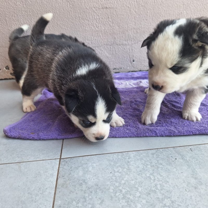 Lindos filhotes de Husky Siberiano - Foto 3