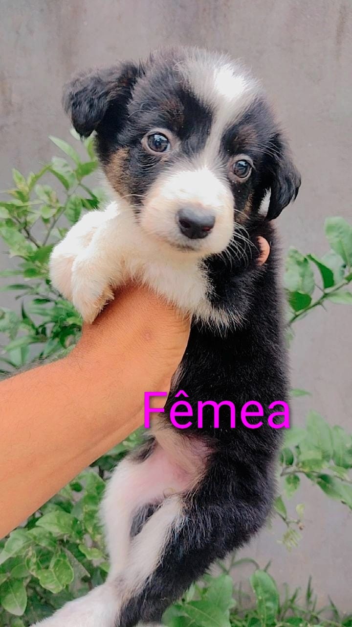 Border Collie - Foto 3