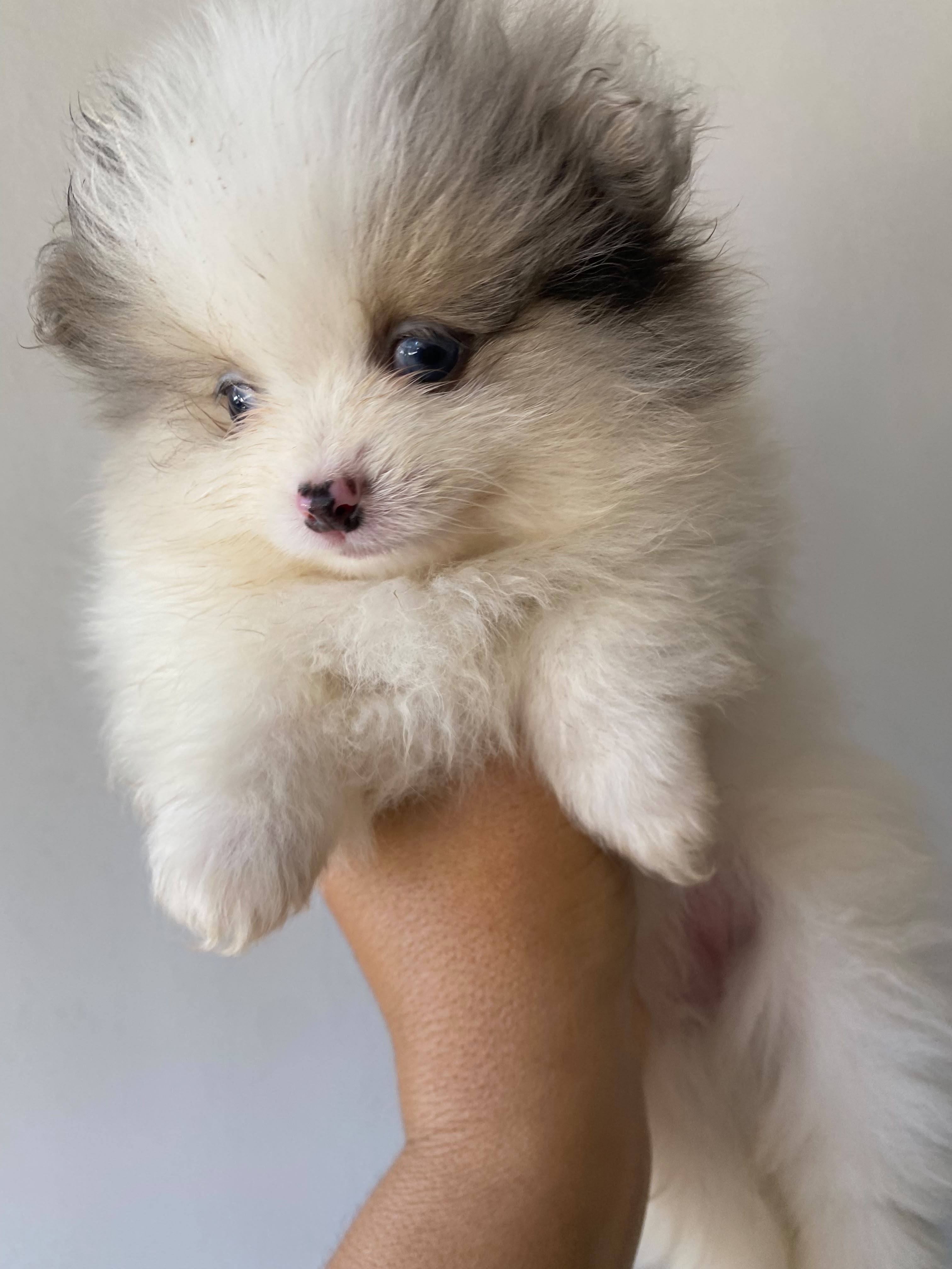 Filhotes Lulu da Pomerânia (Spitz Alemão Anão) – Fêmeas - Foto 3