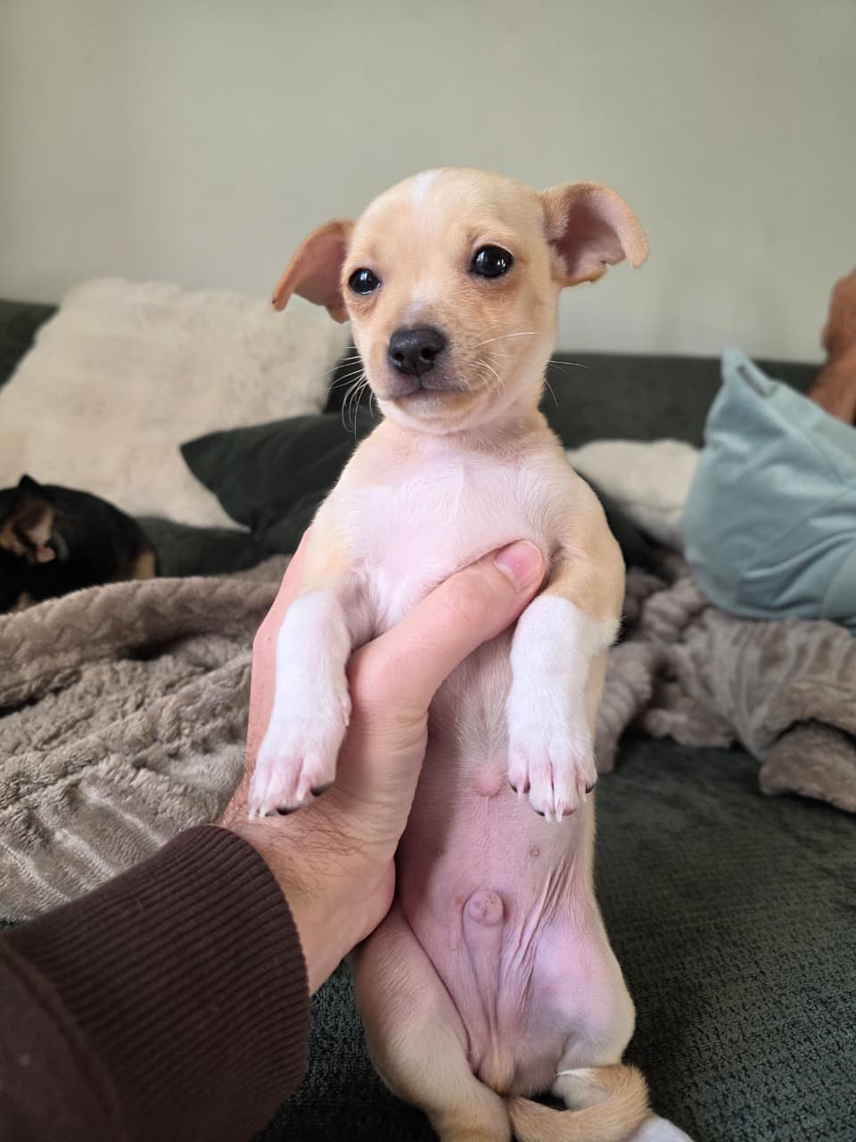 PINSCHER  - Foto 3