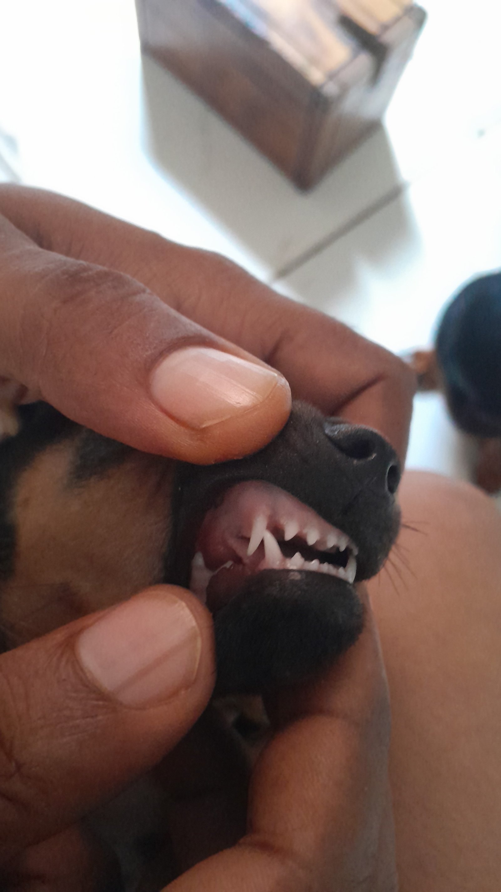 Filhotes de dachichand (salsicha) raça pura de pai e mae - Foto 3