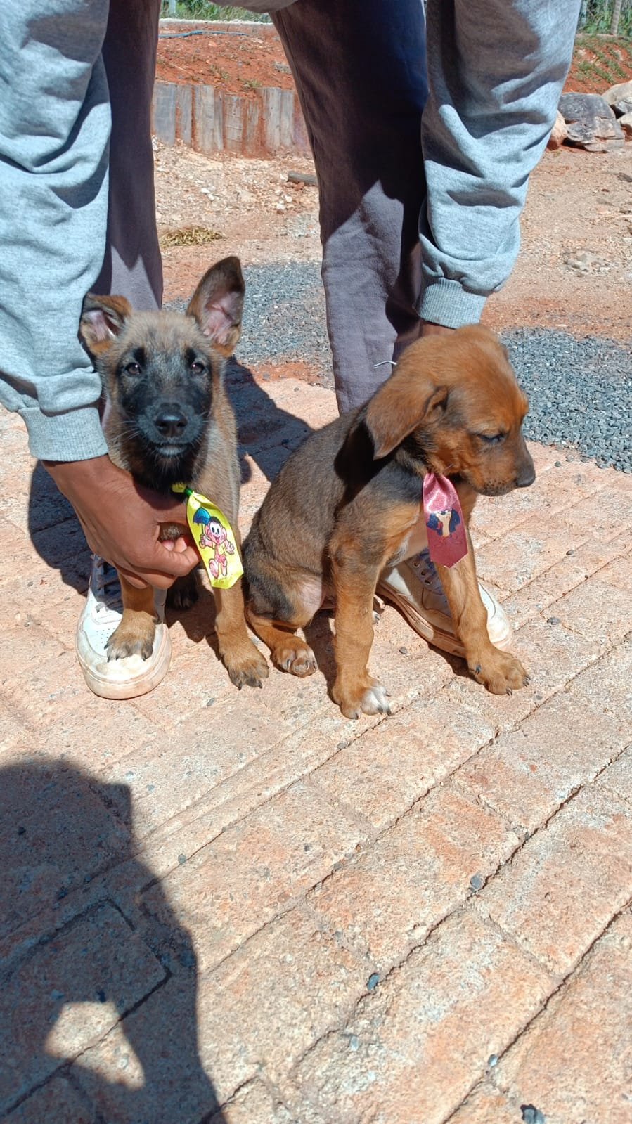 Pastor belga malinois  - Foto 1