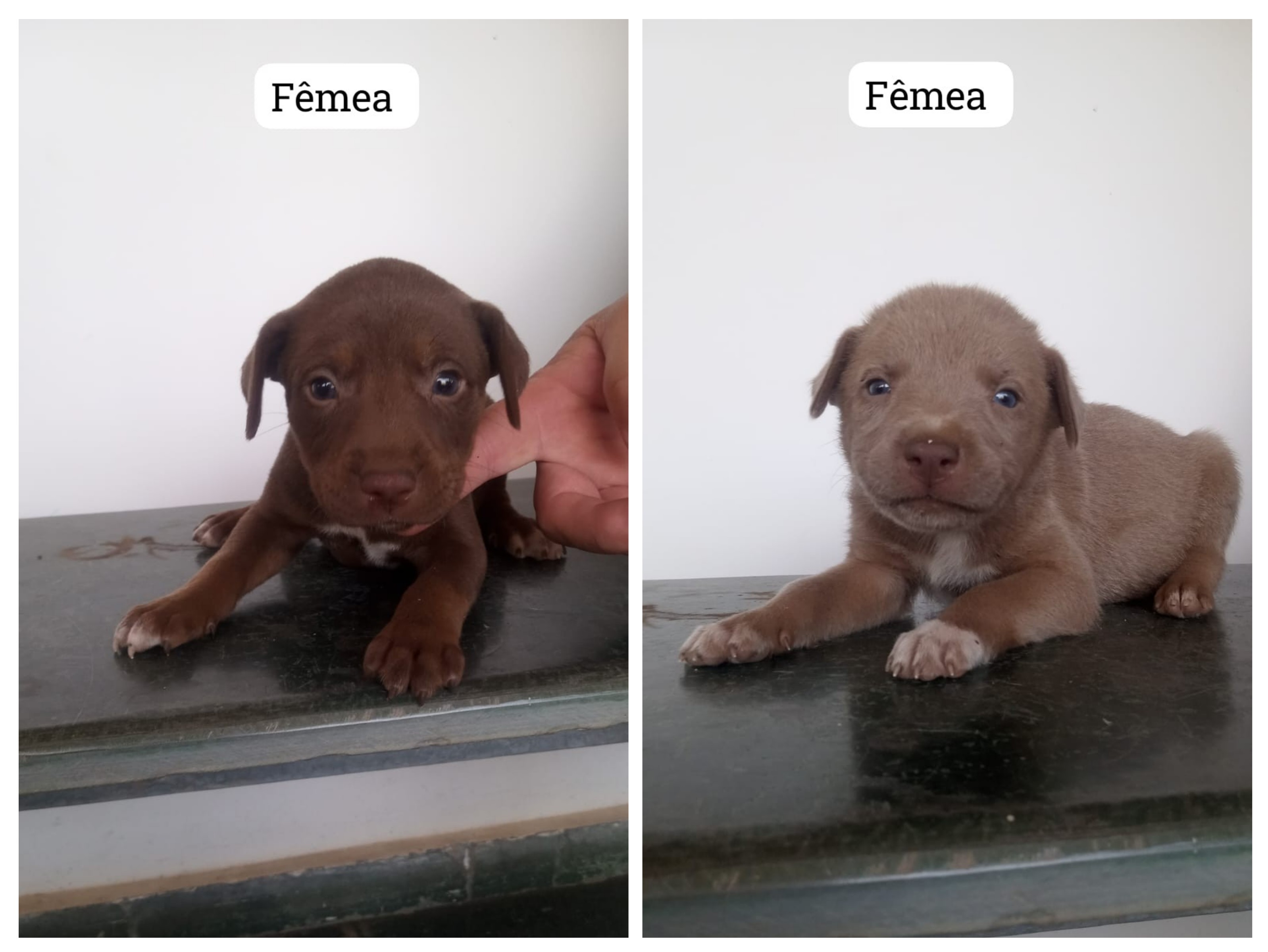 Doação  - Foto 2