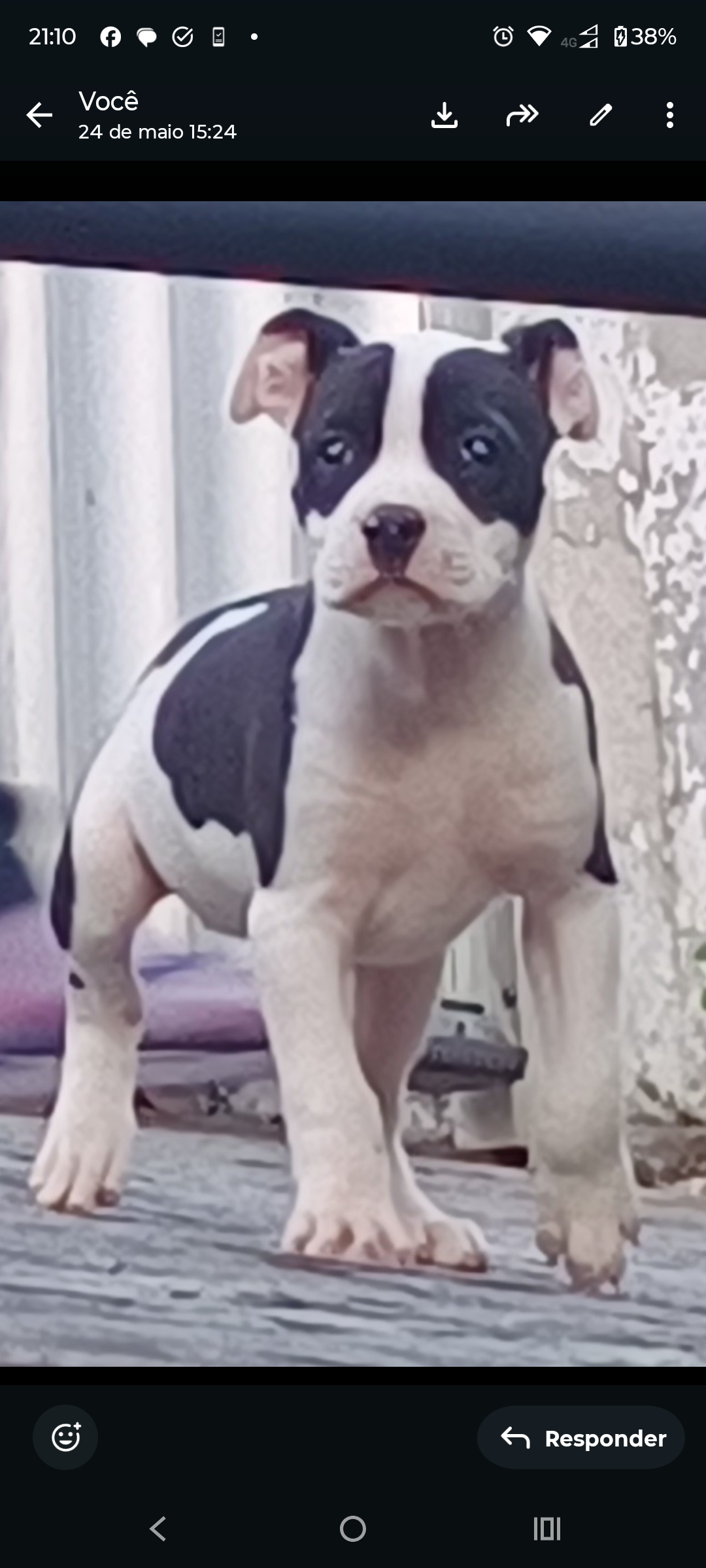 American Bully - Foto 1