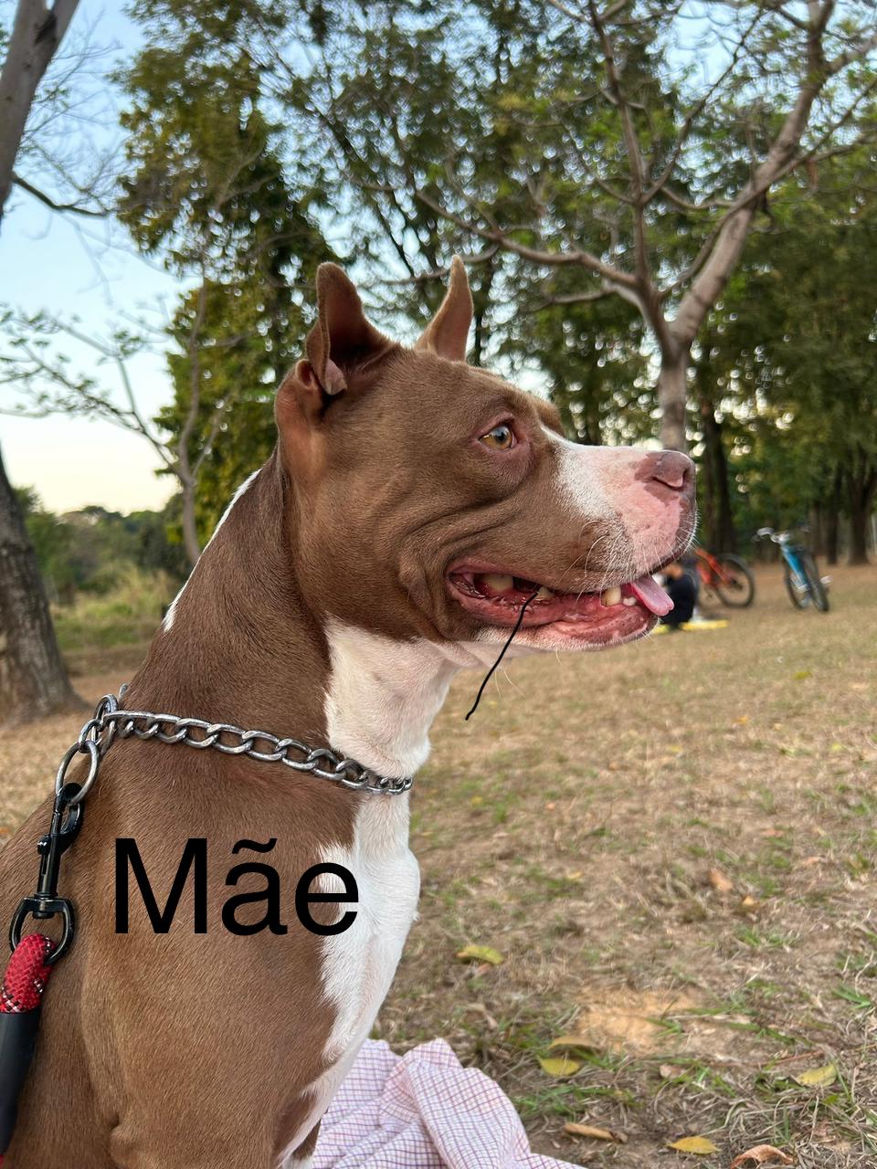 FILHOTES DE PITBULL (RARIDADE) - Foto 3