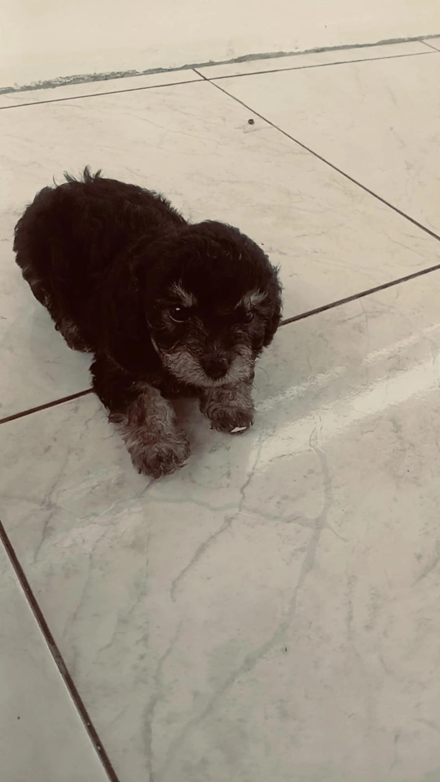 Poodle - Foto 1