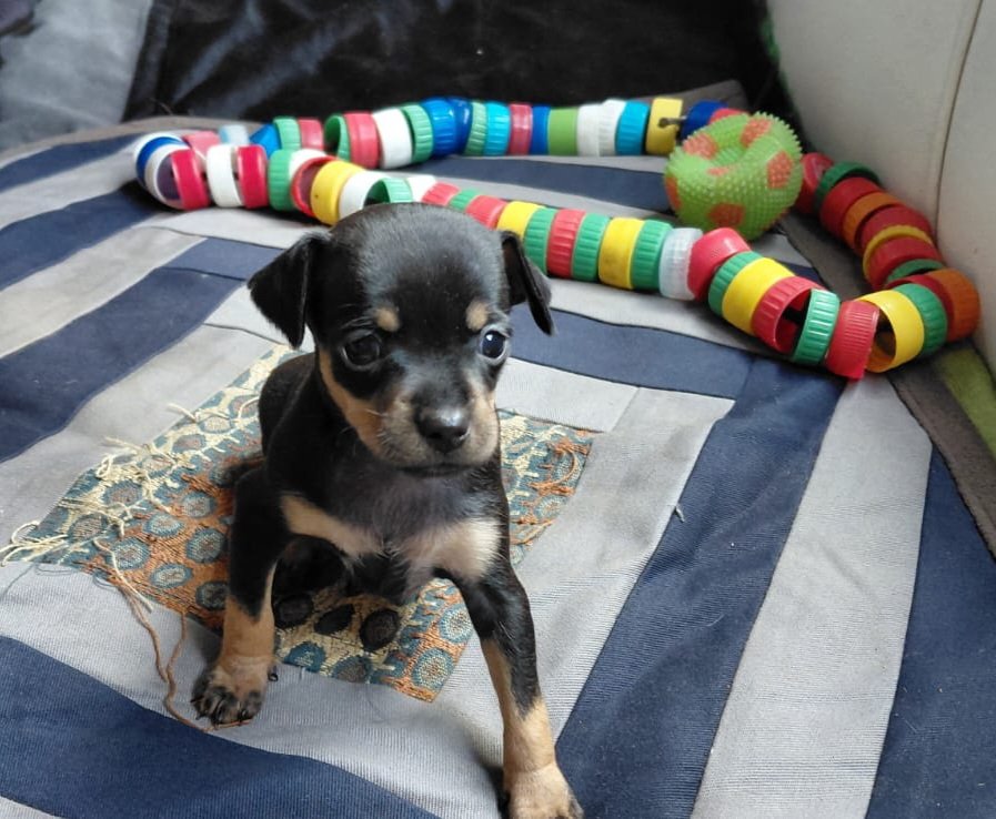 Vendo Cachorro Pinscher  - Foto 2