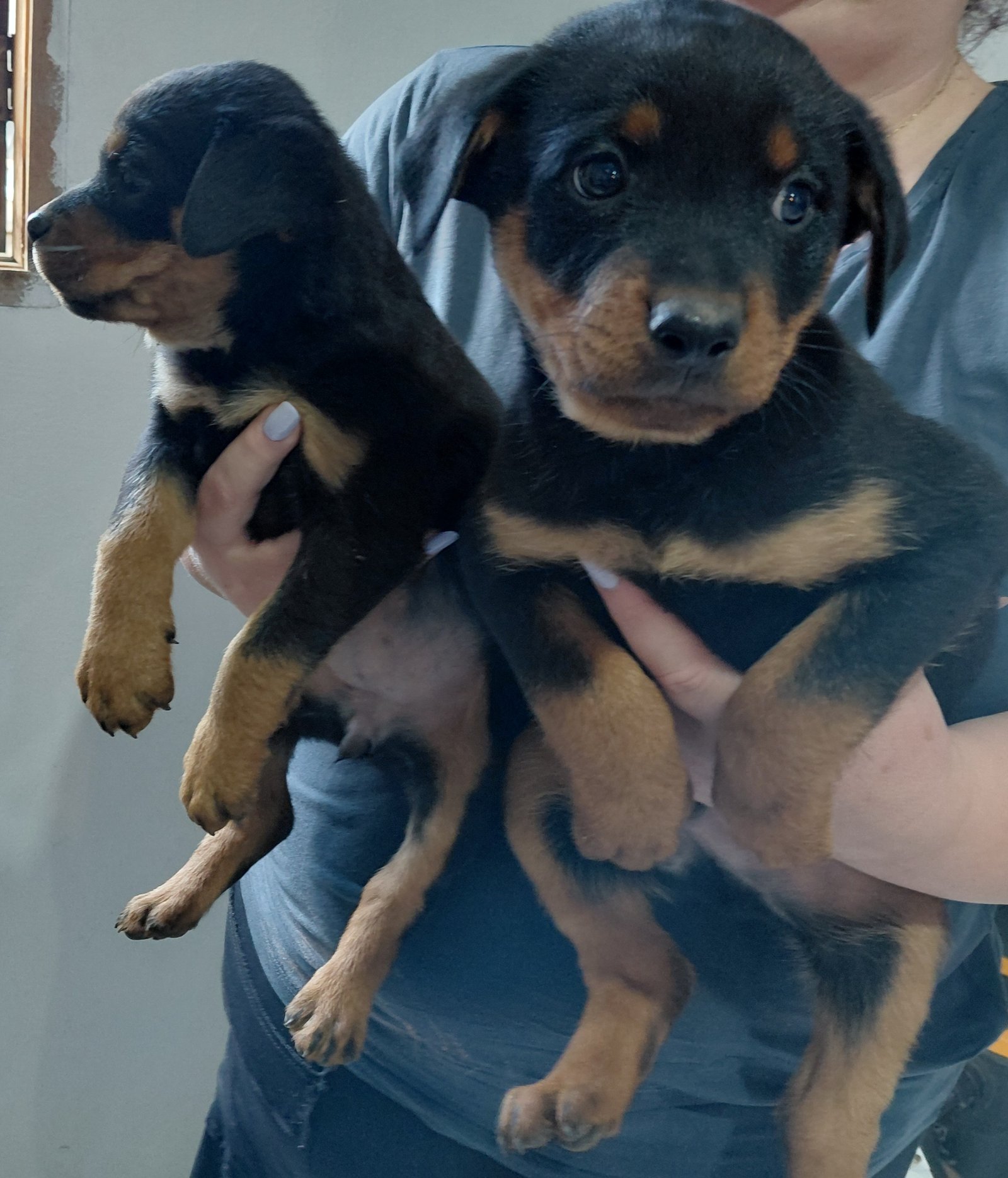 Filhote de Rottweiler  - Foto 2