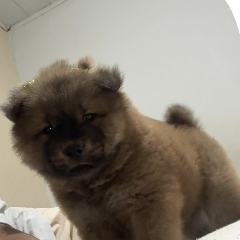 Linda bebezinha Chow Chow - Foto 2