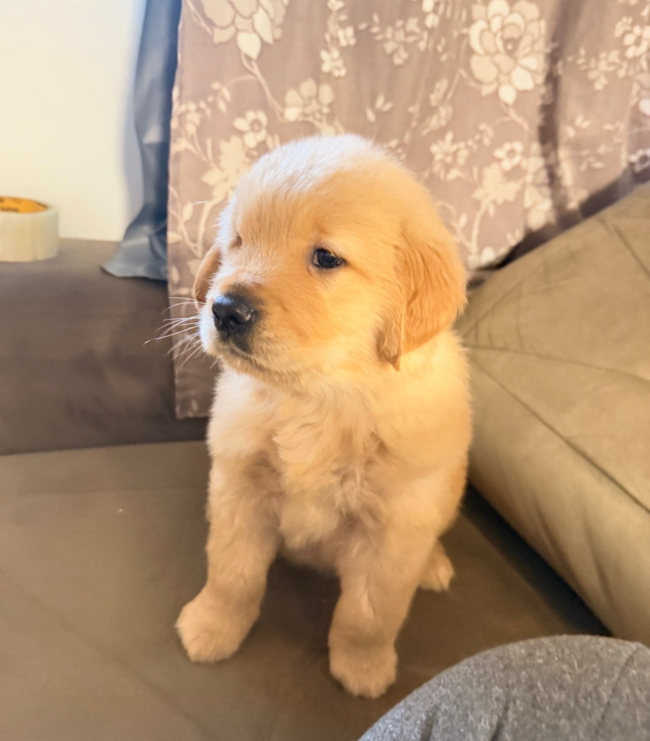 Lindos Filhotes de Fêmeas de Golden Retrivier já vacinados! - Foto 2