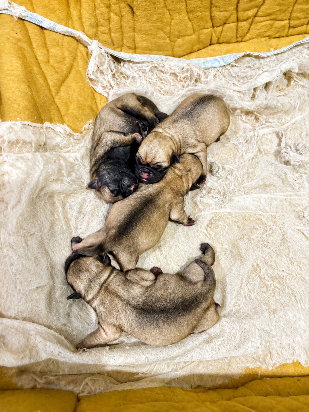 Pugs disponível  - Foto 1