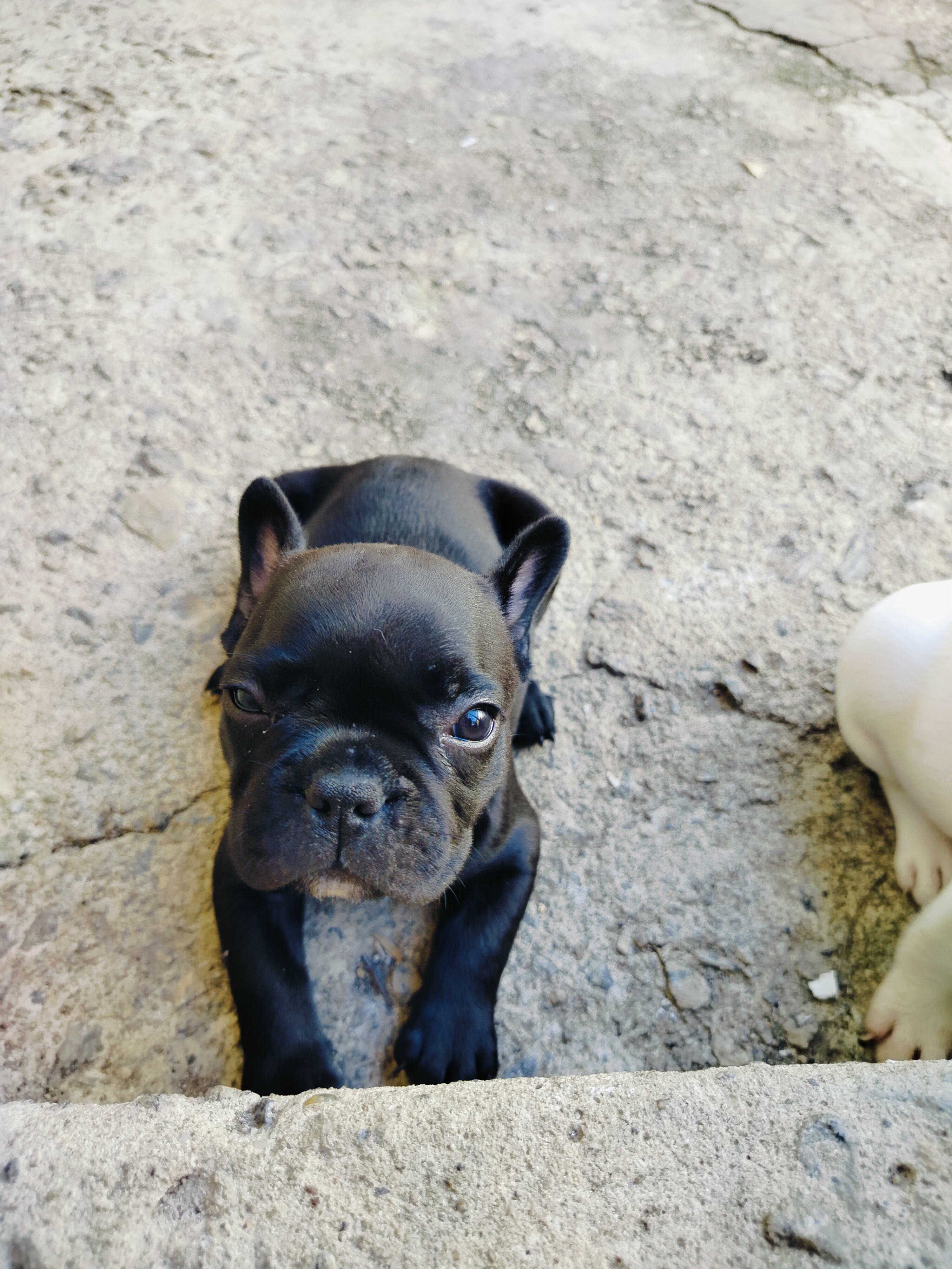 Buldogue francês - Foto 4
