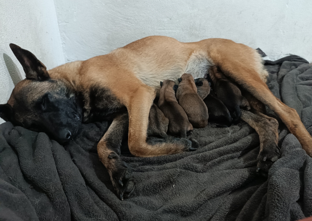 Filhote Pastor Belga Malinois - Foto 1