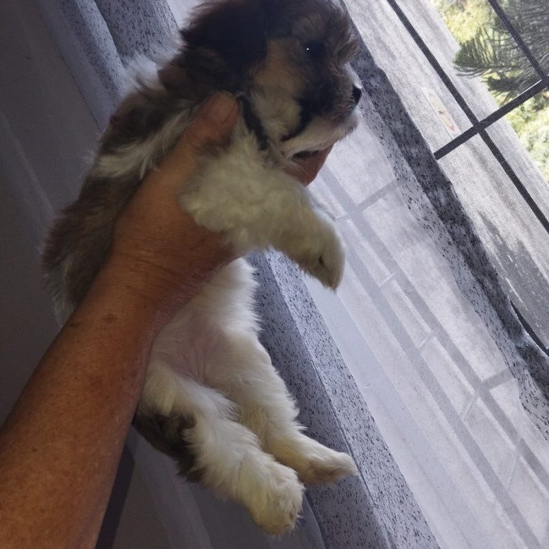 Lindos Filhotes de Shitzu 2 meses - Foto 1