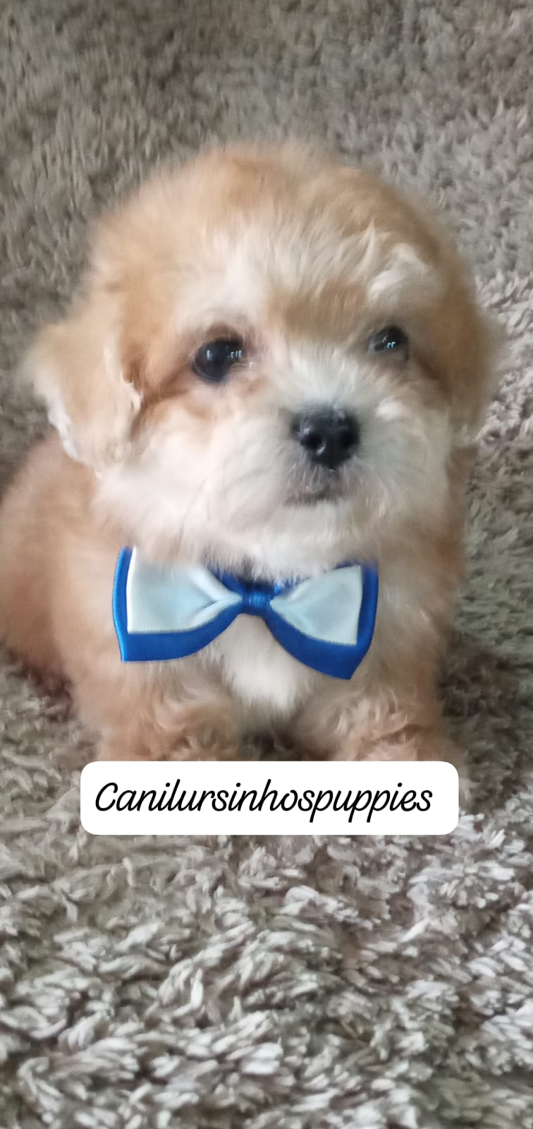 Lhasa Apso - Foto 1