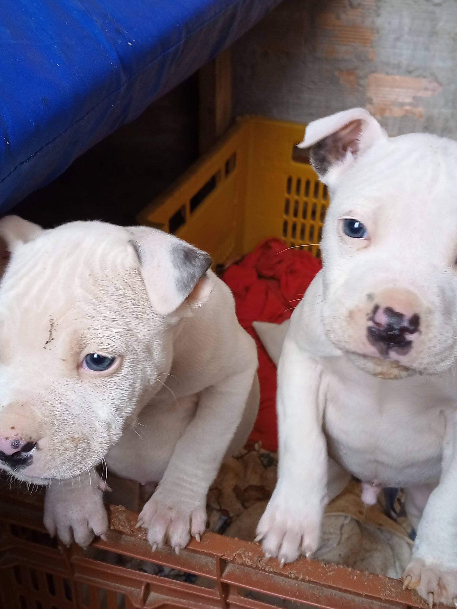 Vendo Pitbull  - Foto 4