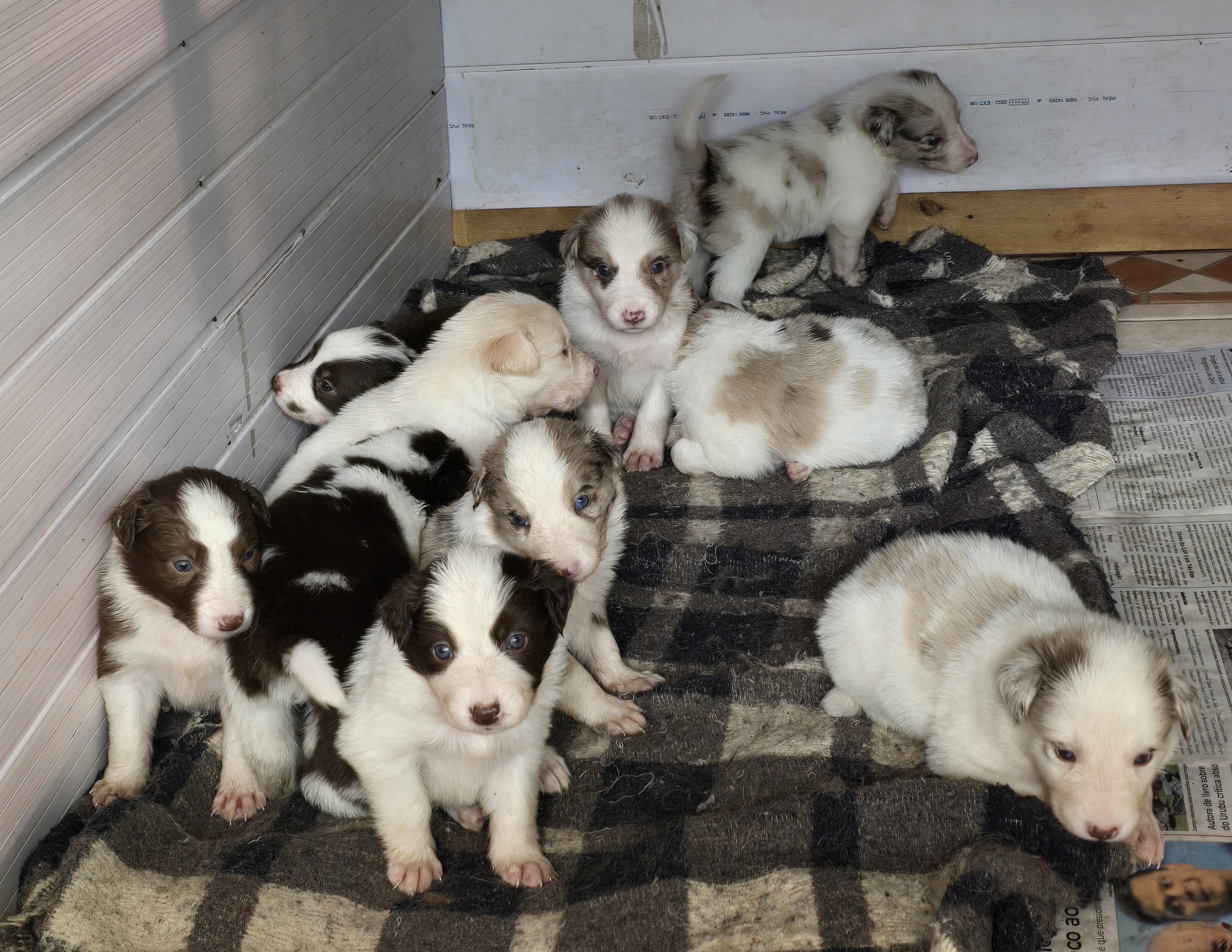 Border Collie - Foto 1