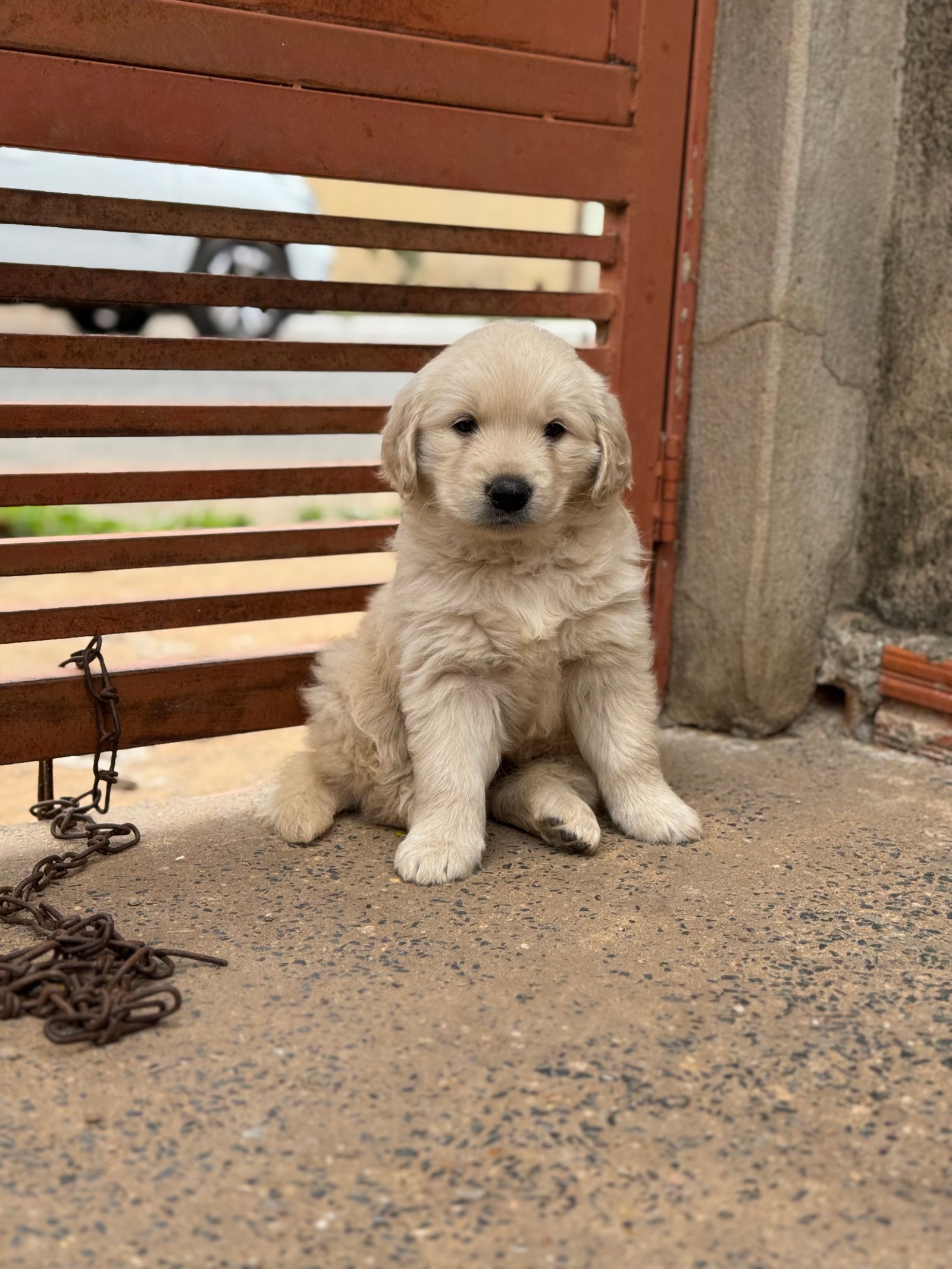 Golden Retriever  - Foto 1