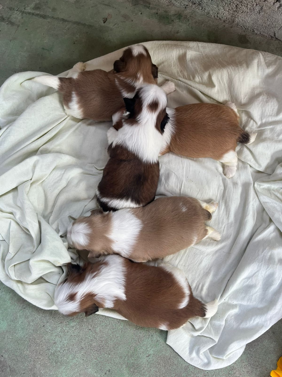 Vendo filhotes de Shih Tzu - Foto 4