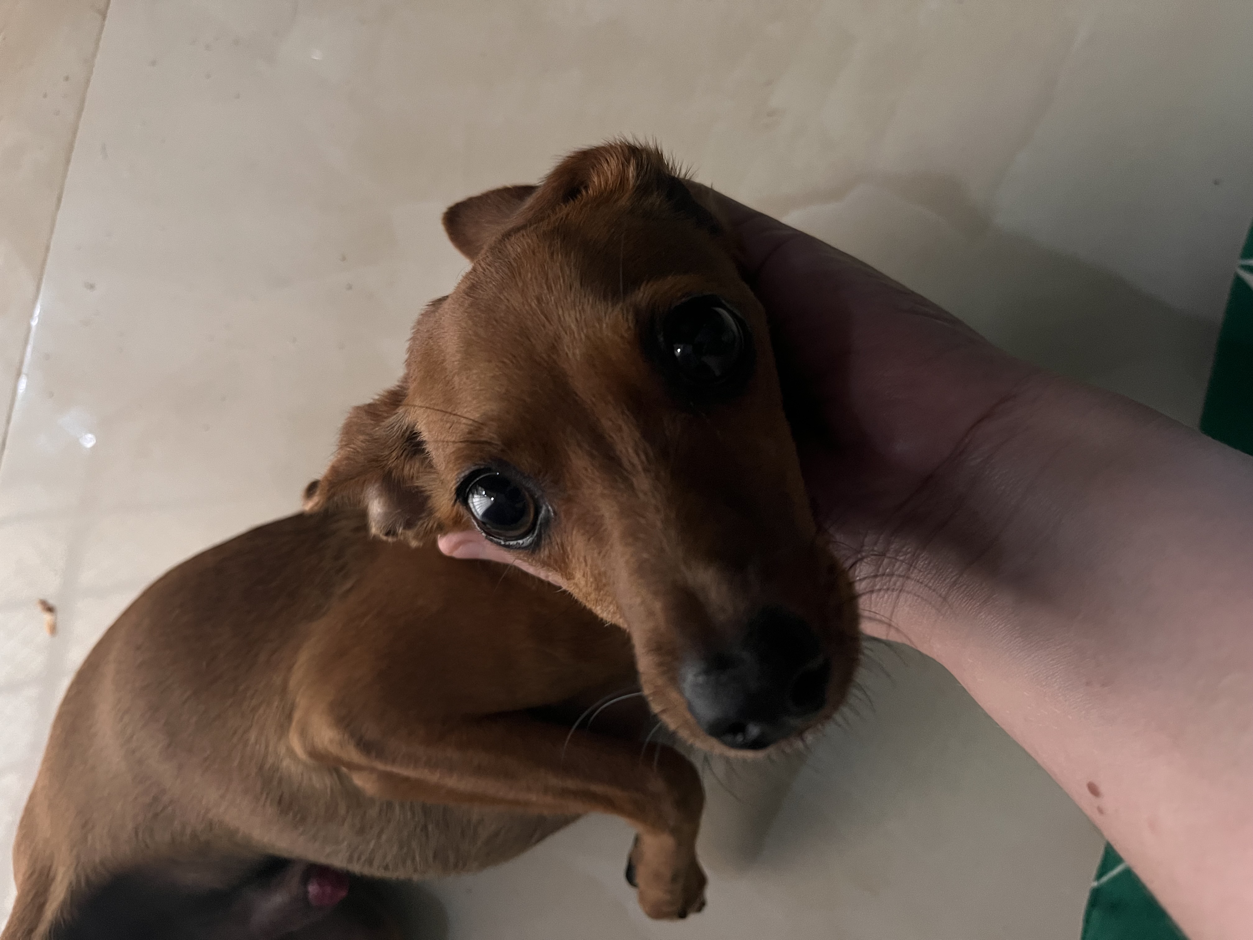 Cachorrinho 6meses - Foto 1