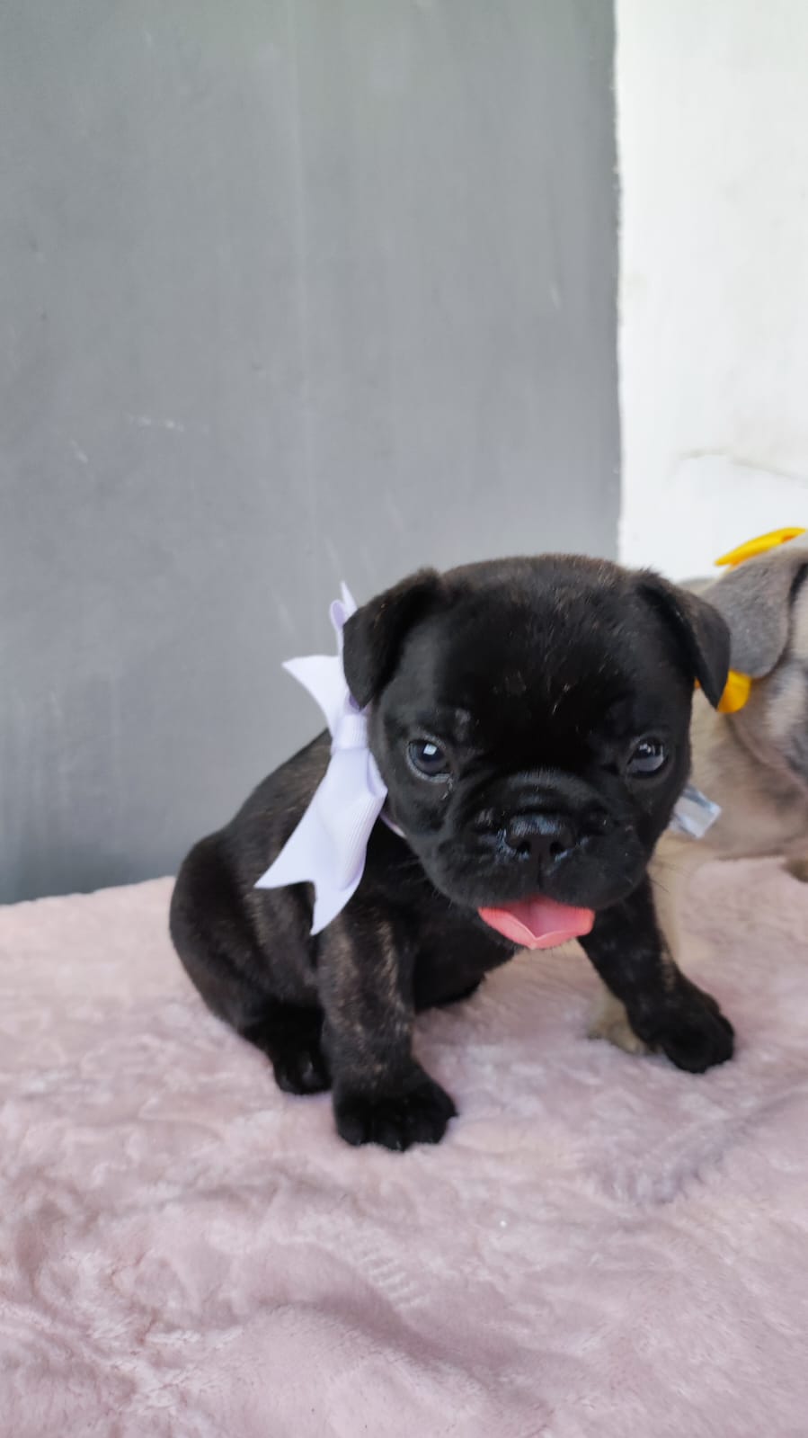 Buldogue Francês Fêmeas filhotes  - Foto 1