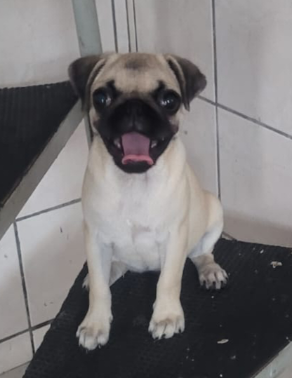 Vendo Filhote Pug com Pedigree - Foto 3