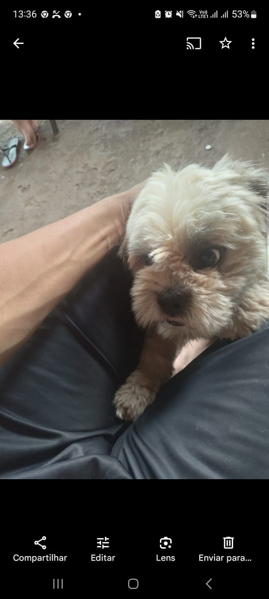 Shih Tzu - Foto 2