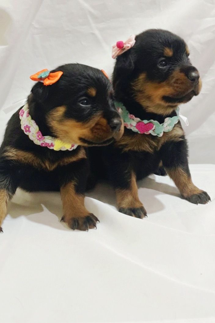 Filhotes Rottweiler  - Foto 2