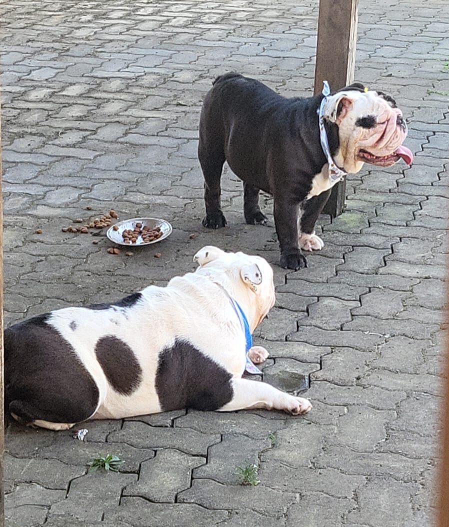 Buldogue Inglês - Foto 2