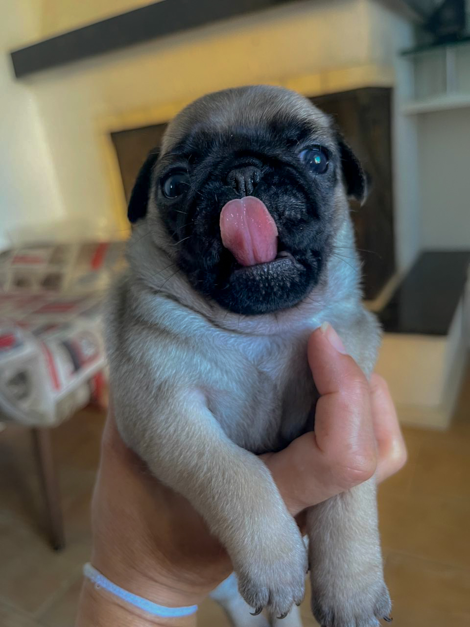 Filhotes pugs puros  - Foto 1