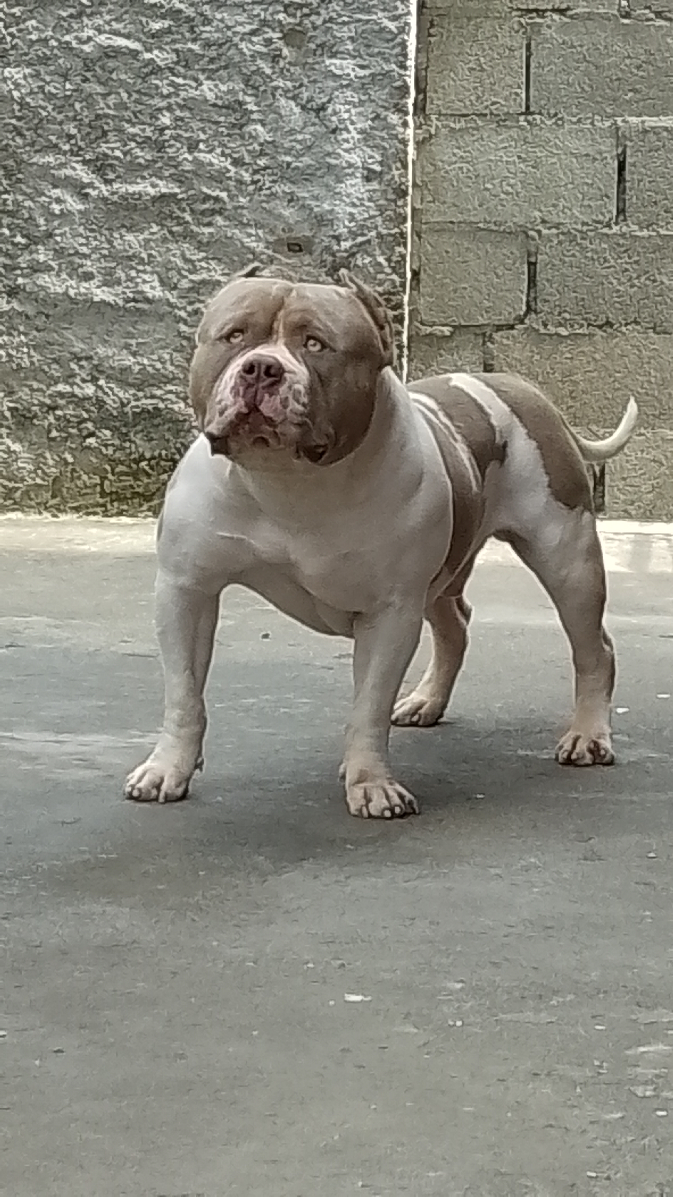 Pitbull - Foto 3
