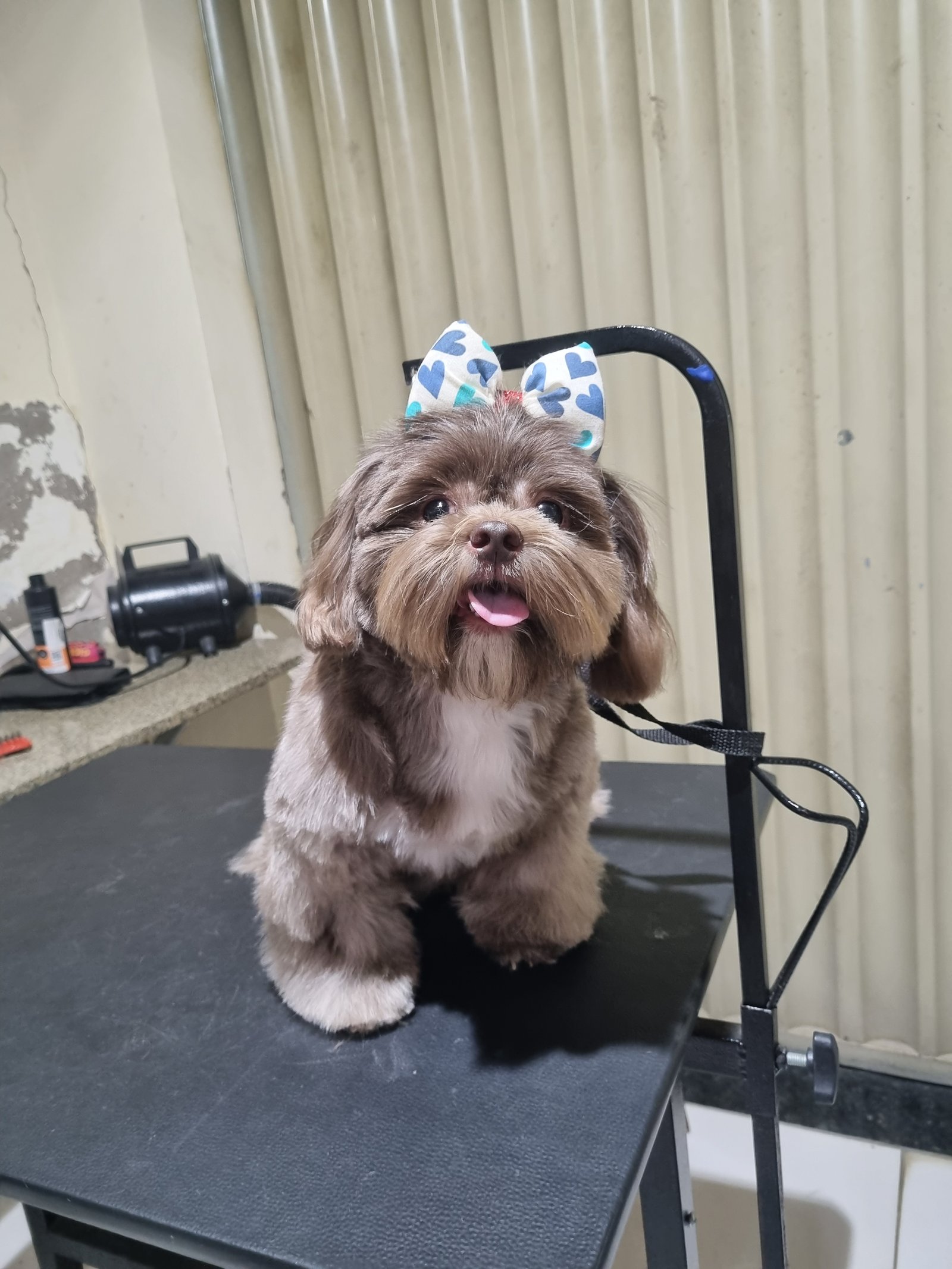 Lindos filhotes de shihtzu puros  - Foto 2