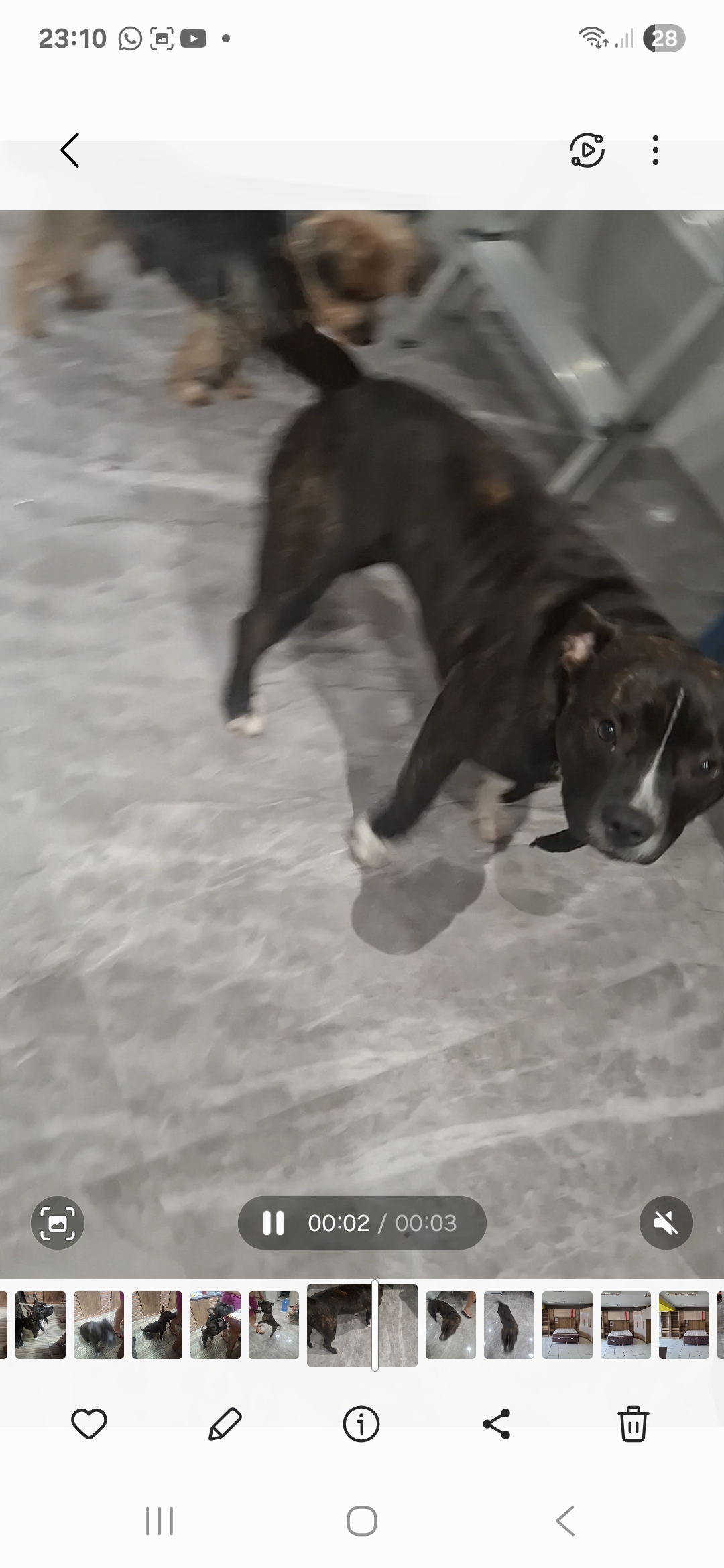 American Bully - Foto 3