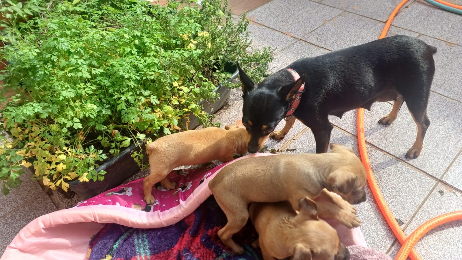 Filhote de pinscher - Foto 1