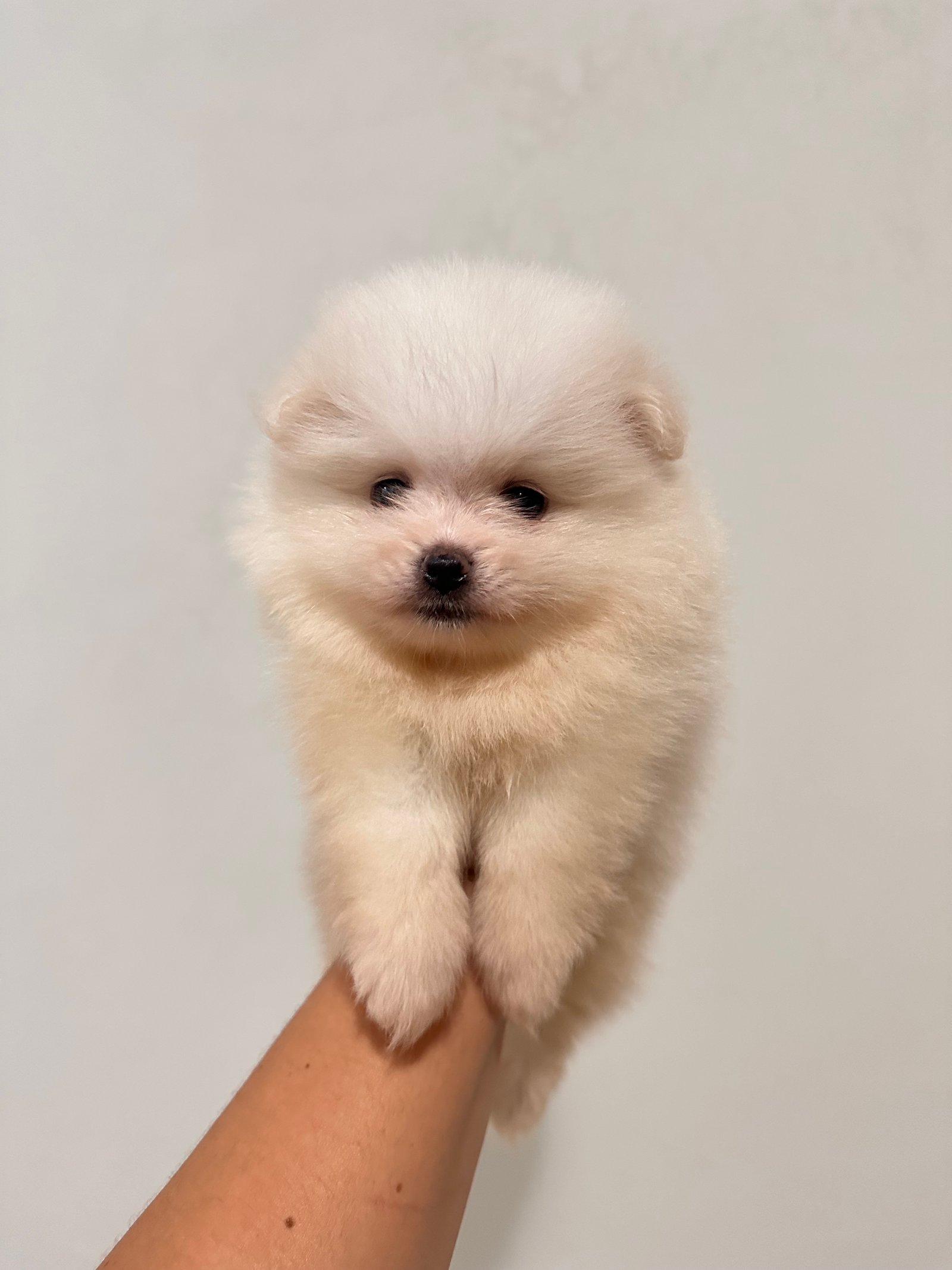 Spitz alemão anao (Lulu da pomerania) - Foto 3