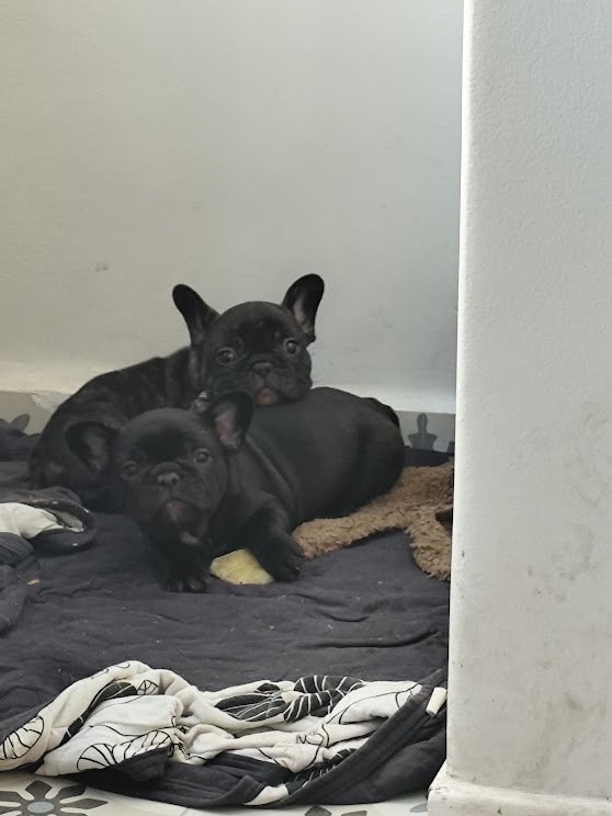 🐾✨ Filhotes de Bulldog Francês à venda! ✨🐾 - Foto 5