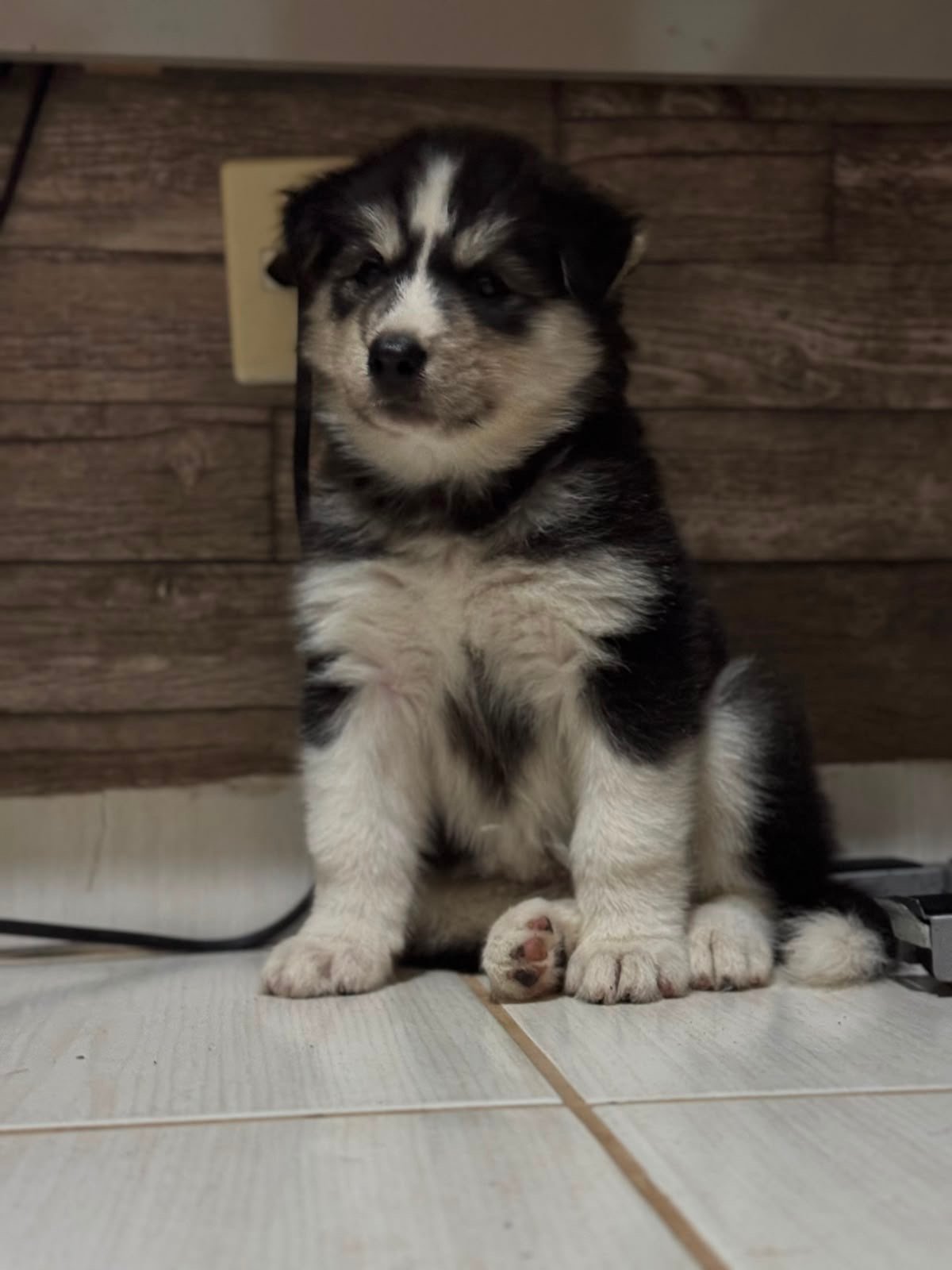 Lindo Filhote de Husky Siberiano - Foto 2