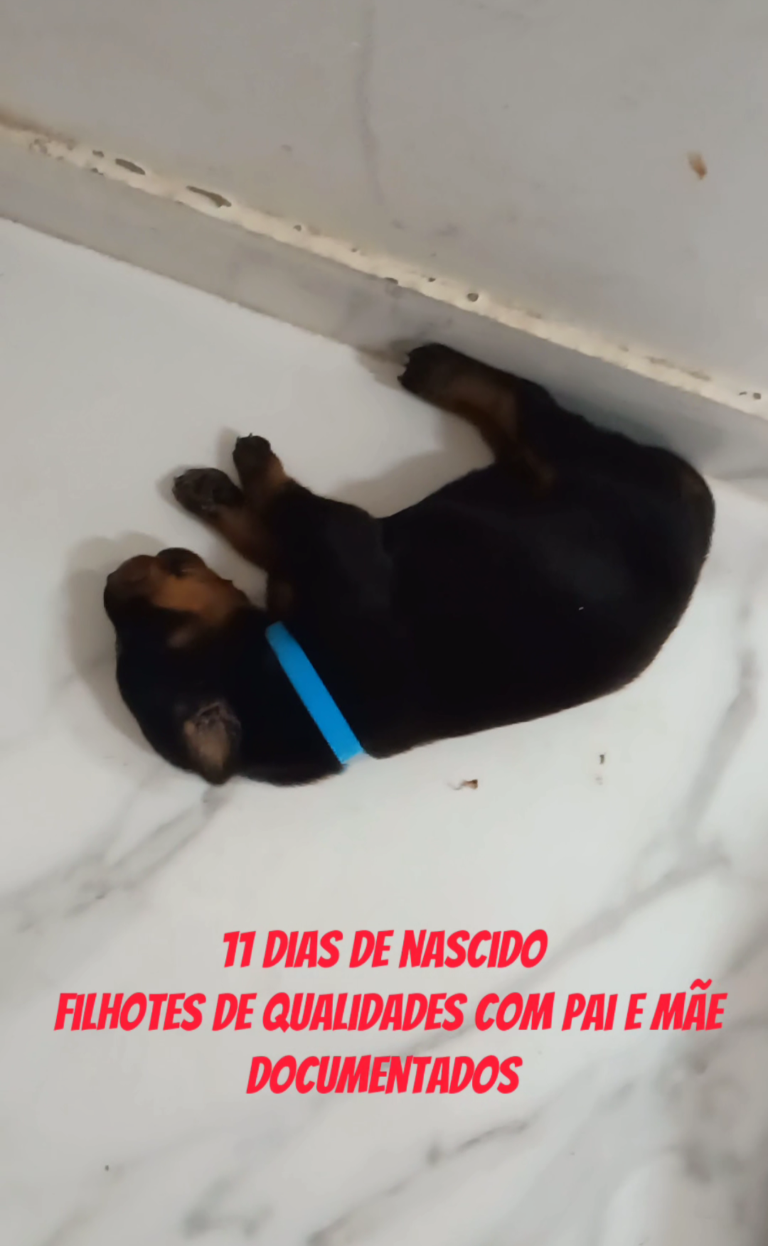 Doberman - Foto 3