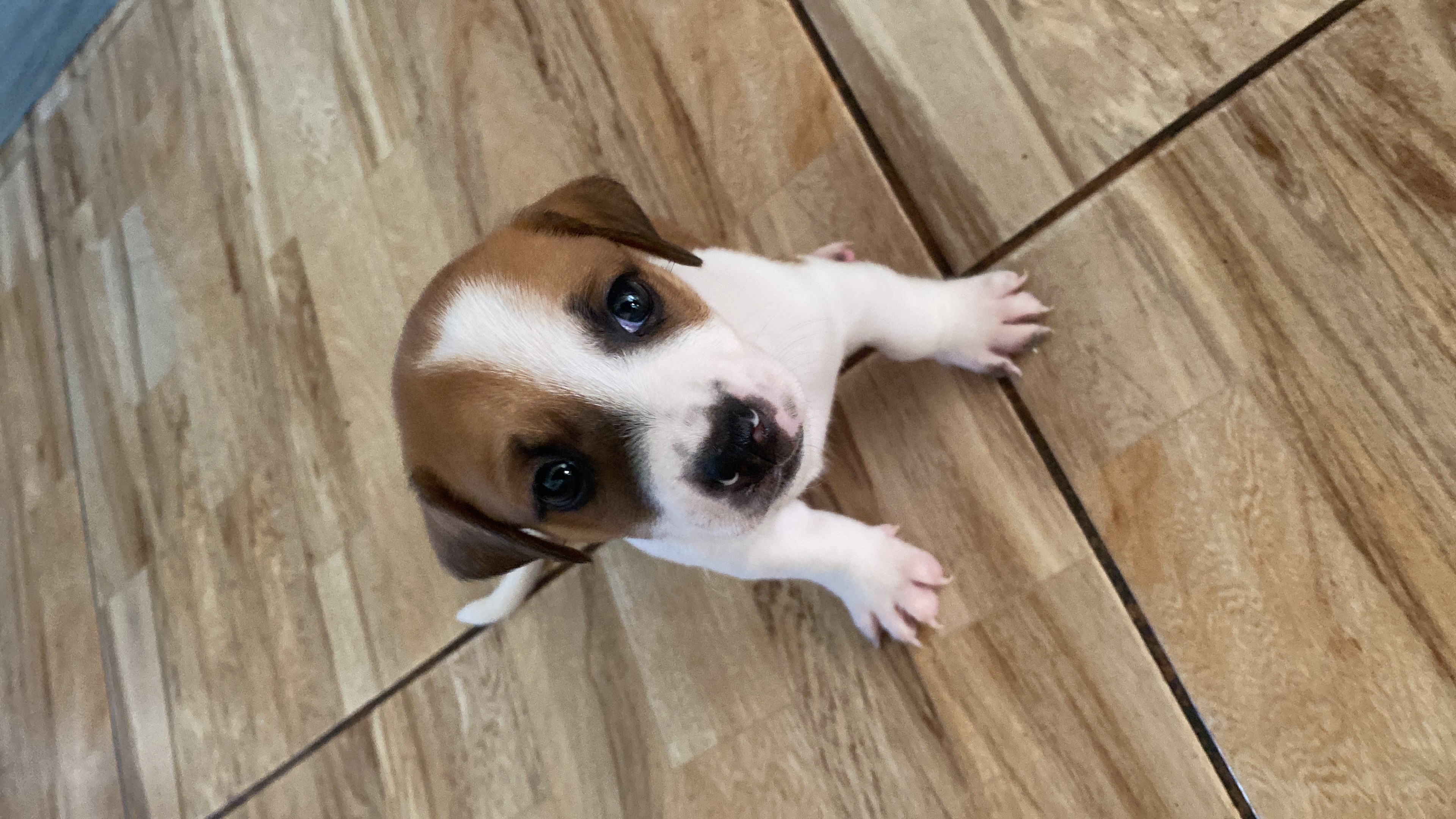 Jack russel terrier  - Foto 1