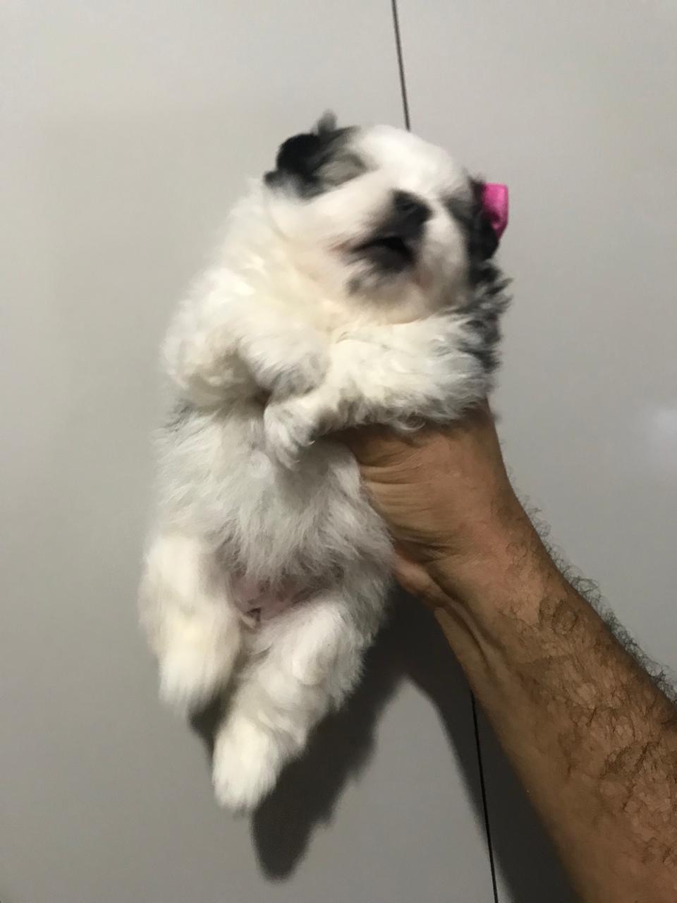 Spitz alemão  - Foto 2